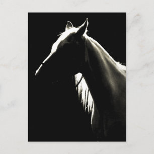 Cartão Postal Cavalo árabe
