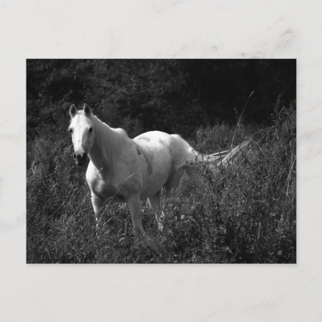 Cartão Postal Cavalo Árabe (Frente)