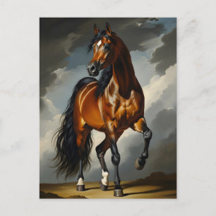 Cartão Postal cavalo árabe