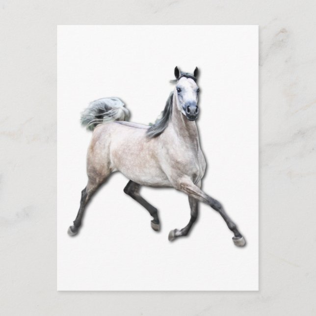 Cartão Postal Cavalo Árabe - Alia (Frente)
