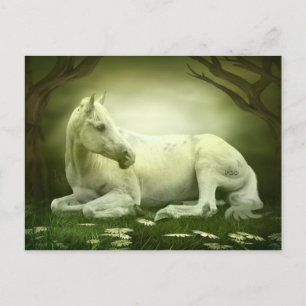 Cartão Postal Cavalo árabe cinzento