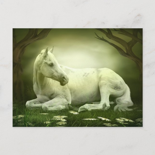 Cartão Postal Cavalo árabe cinzento (Frente)