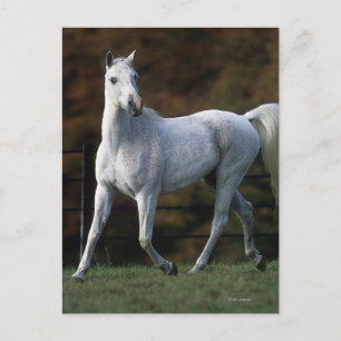 Cartão Postal Cavalo Árabe Correndo 1