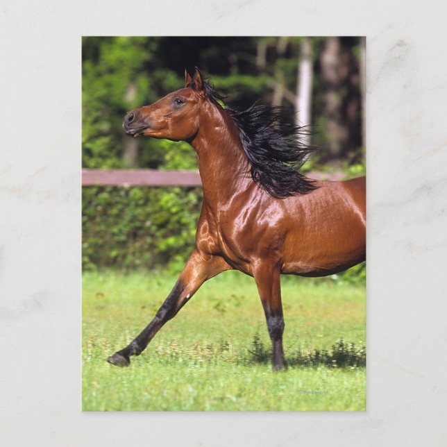 Cartão Postal Cavalo Árabe Correndo 2 (Frente)