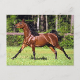 Cartão Postal Cavalo Árabe Correndo 2