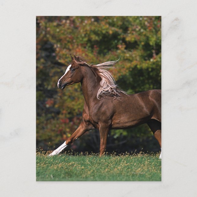 Cartão Postal Cavalo Árabe Correndo em Campo Gramado (Frente)