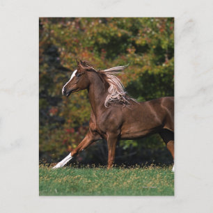 Cartão Postal Cavalo Árabe Correndo em Campo Gramado