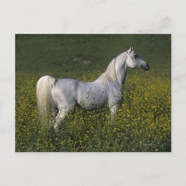 Cartão Postal Cavalo Árabe em Flores (Frente)