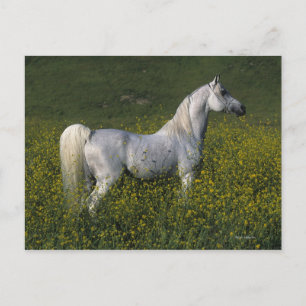 Cartão Postal Cavalo Árabe em Flores