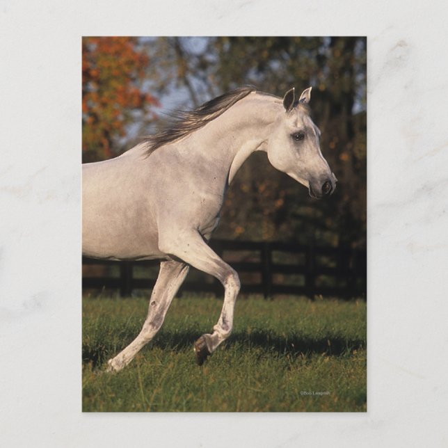 Cartão Postal Cavalo Árabe: outono 2 (Frente)