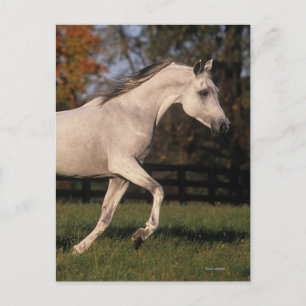 Cartão Postal Cavalo Árabe: outono 2