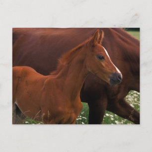 Cartão Postal Cavalo Árabe Perto da Mãe