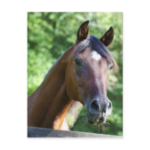 Cavalo Árabe Polonês