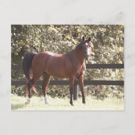 Cartão Postal Cavalo Árabe Polonês