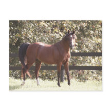 Cavalo Árabe Polonês