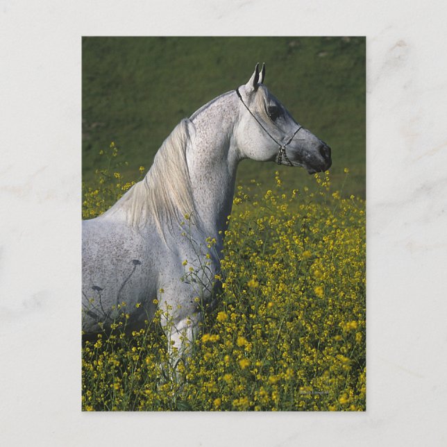 Cartão Postal Cavalo árabe que está nas flores (Frente)