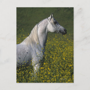 Cartão Postal Cavalo árabe que está nas flores
