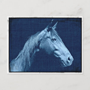 Cartão Postal Cavalo Azul