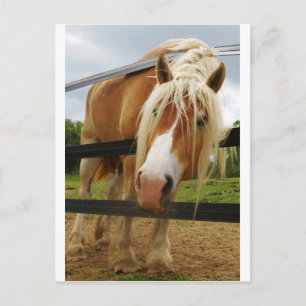 Cartão Postal Cavalo Belga, Tem Carrotes?