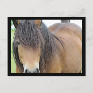 Cartão Postal Cavalo bonito