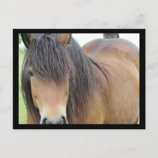 Cartão Postal Cavalo Bonito