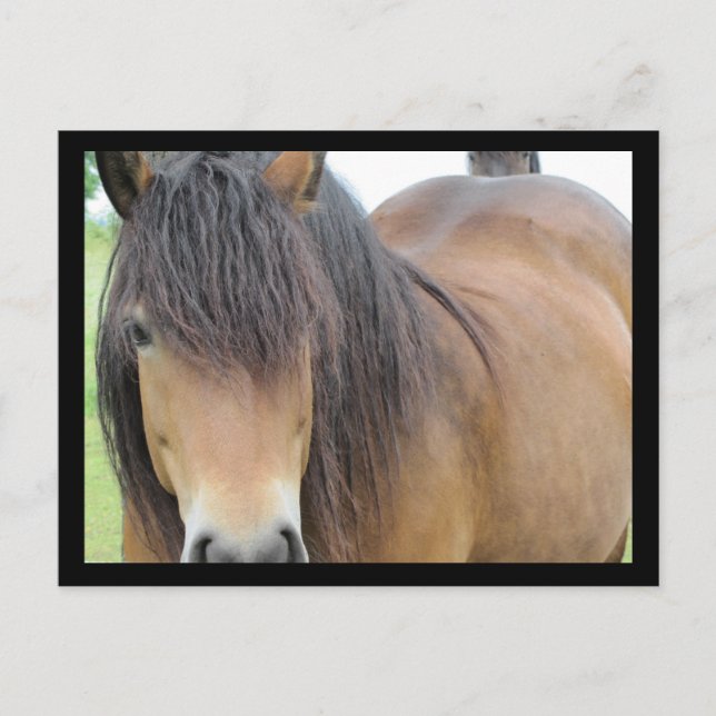 Cartão Postal Cavalo bonito (Frente)