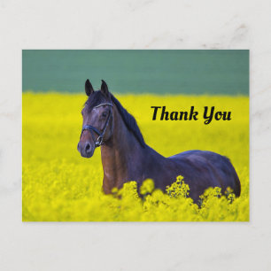 Cartão Postal Cavalo Bonito Flores Amarelas Foto Obrigado