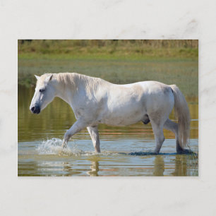 CARTÃO POSTAL CAVALO BRANCO