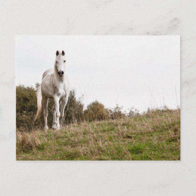 Cartão Postal Cavalo branco (Frente)