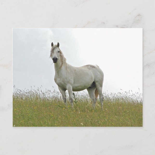 Cartão Postal Cavalo Branco (Frente)