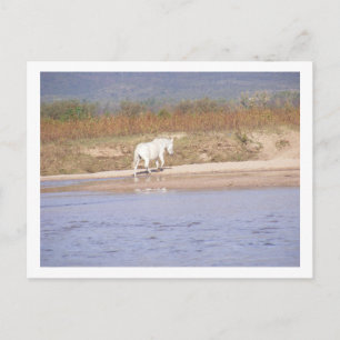 Cartão Postal cavalo branco atravessando o rio