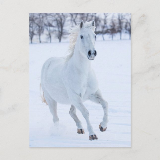 Cartão Postal Cavalo Branco Correndo na Neve (Frente)