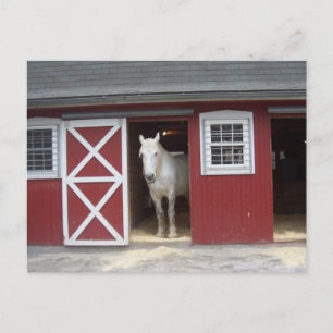 Cartão Postal Cavalo Branco Em Camarão Vermelho