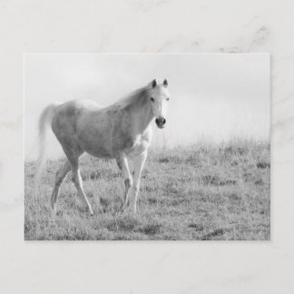 Cartão Postal Cavalo branco monocromático