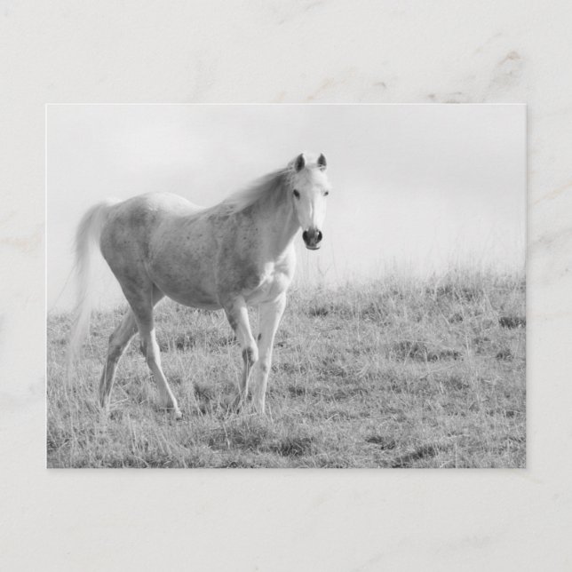 Cartão Postal Cavalo branco monocromático (Frente)