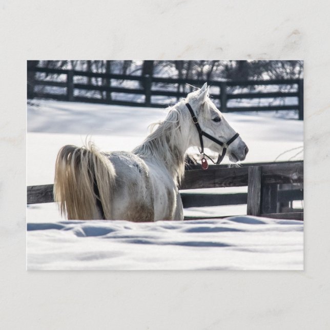 Cartão Postal Cavalo Branco Na Neve (Frente)