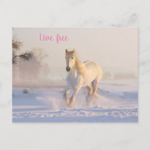 Cartão Postal cavalo branco na neve