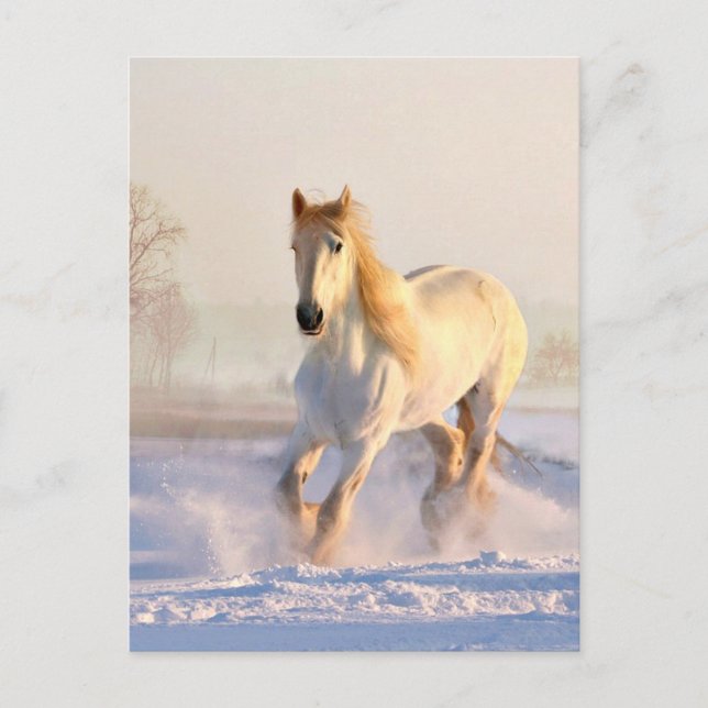 Cartão Postal Cavalo Branco, Neve Branca (Frente)