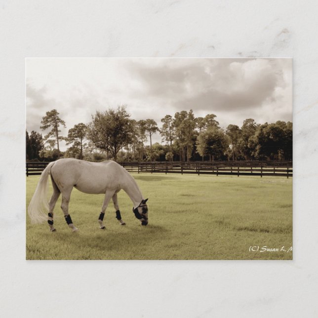 Cartão Postal cavalo branco no pastoreio antigo (Frente)