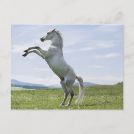 Cartão Postal cavalo branco saltando no campo