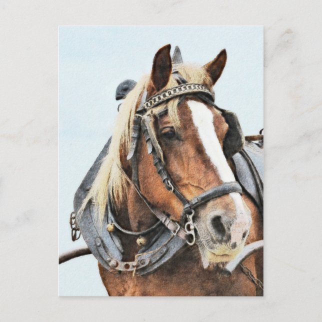 Cartão Postal Cavalo bretão em harness (Frente)