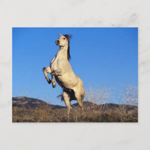 Cartão Postal Cavalo Bucking