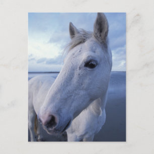 Cartão Postal Cavalo Camargue
