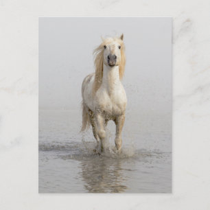 Cartão Postal Cavalo Camargue Correndo na Água