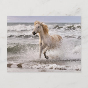 Cartão Postal Cavalo Camargue saindo da arrebentação
