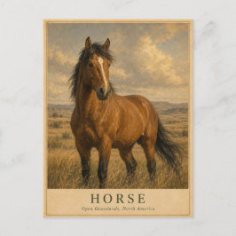 Cartão Postal Cavalo Campos Abertos VINTAGE