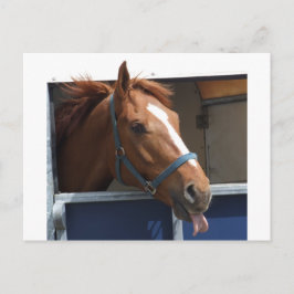 Cartão Postal Cavalo Chestnut Cheio