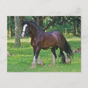 Cartão Postal Cavalo Clydesdale