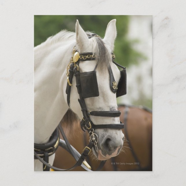 Cartão Postal Cavalo com antolhos (Frente)