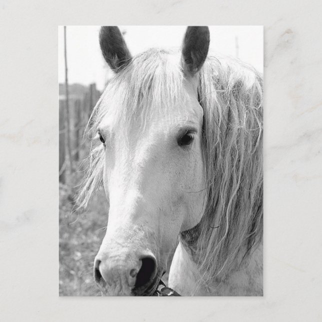 Cartão Postal Cavalo com grama (Frente)